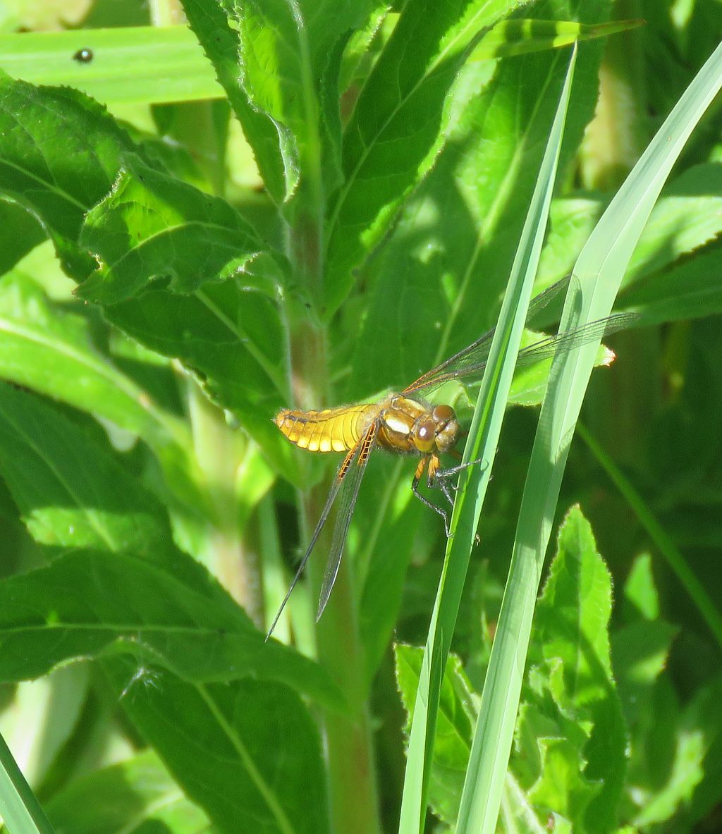Female Broad- bodied Chaser  